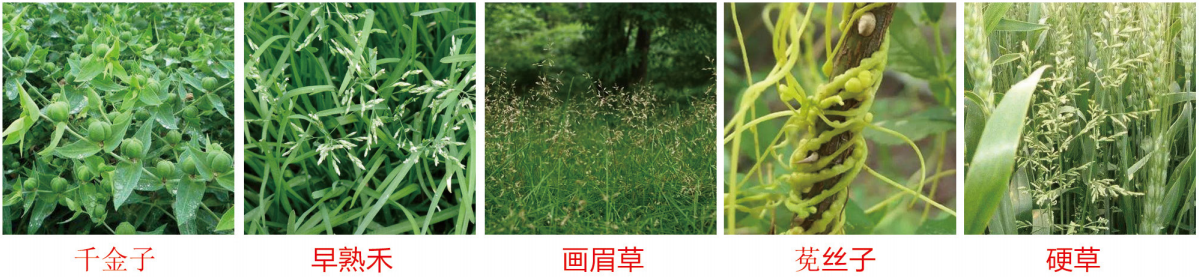 1664346778999726.png 41-41.png